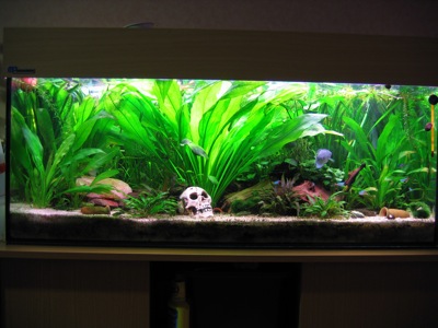 Das alte 160 Liter Aquarium