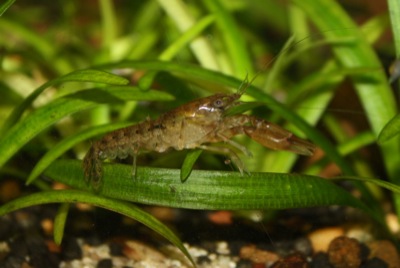 Cambarellus shuffelti