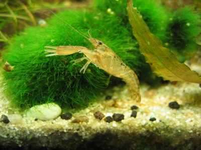 Adltes Männchen von Cambarellus sp.