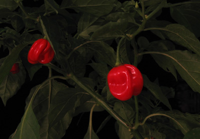 Red Habanero, sehr scharf